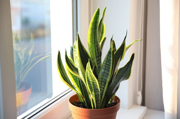 7 hermosas plantas de interior que eliminan el polvo en casa 1