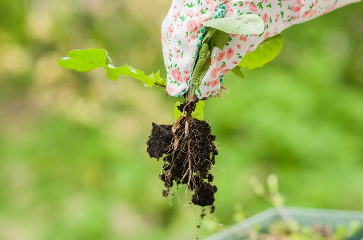 eliminar malas hierbas del jardín
