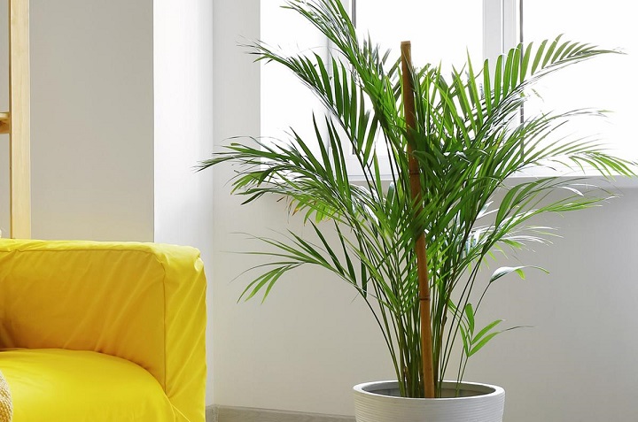 7 hermosas plantas de interior que eliminan el polvo en casa 0