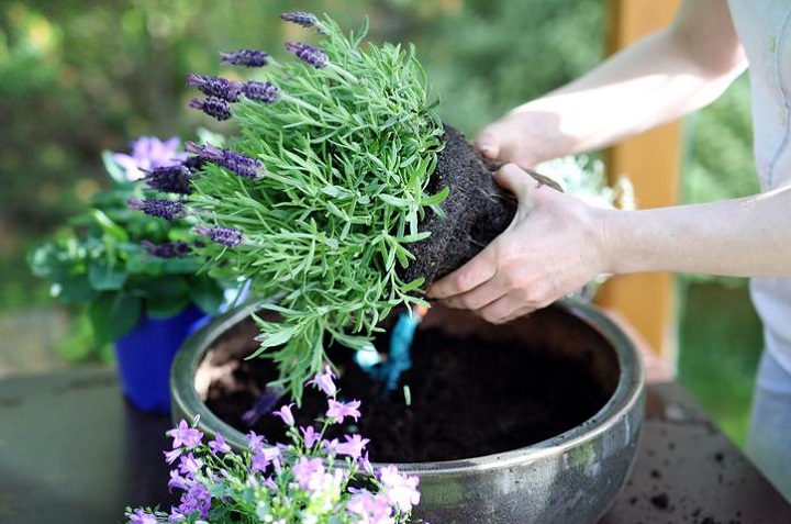 cultivar lavanda en una taza