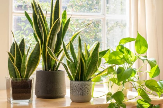 5 plantas de sombra fáciles de cuidar y perfectas para casas pequeñas