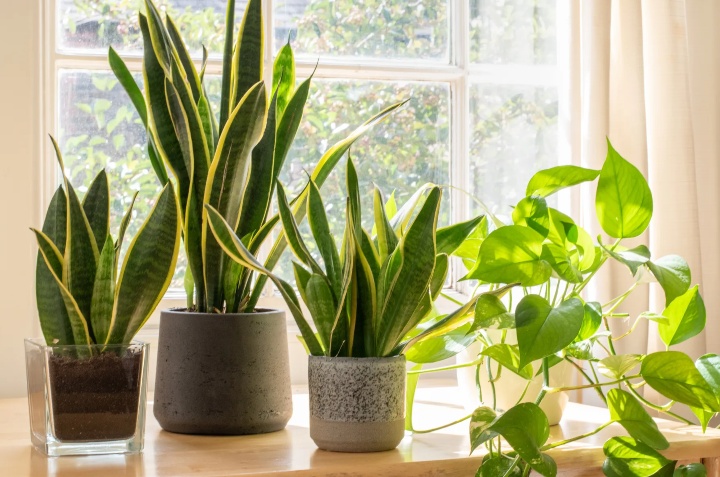 5 plantas de sombra fáciles de cuidar y perfectas para casas pequeñas |  Cocina Vital