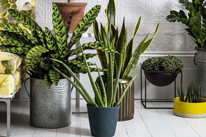 plantas para interiores