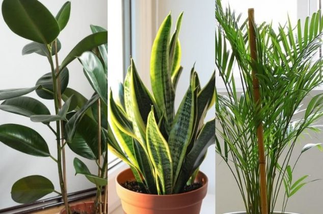 7 hermosas plantas de interior que eliminan el polvo en casa