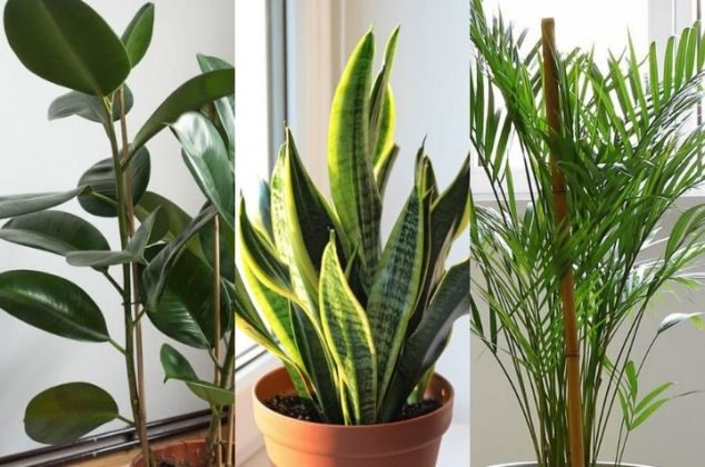 7 hermosas plantas de interior que eliminan el polvo en casa | Cocina Vital