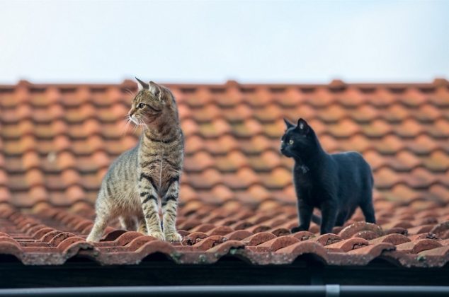 El truco para alejar los gatos para que no usen el techo de baño