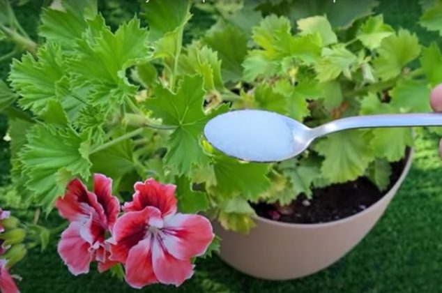 Beneficios del azúcar para las plantas y cómo aplicarla para no dañarlas