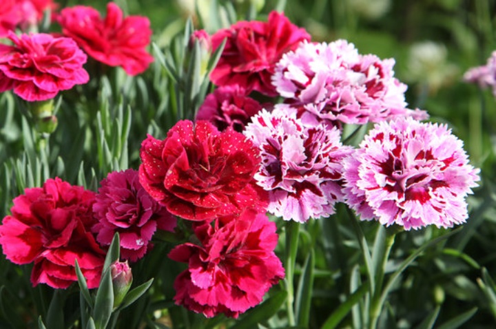 cómo cultivar claveles