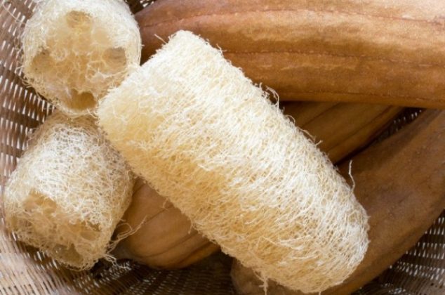 Cómo cultivar luffa para hacer zacate vegetal ¡En 5 pasos!