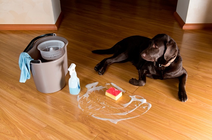 Mezcla casera para trapear el piso y eliminar el olor a perro de la casa 0