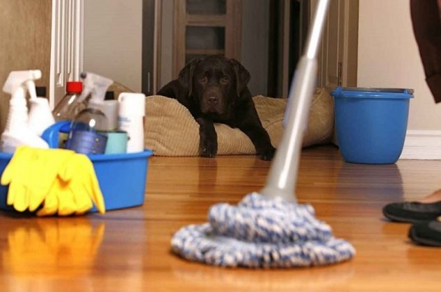 Mezcla casera para trapear el piso y eliminar el olor a perro de la casa