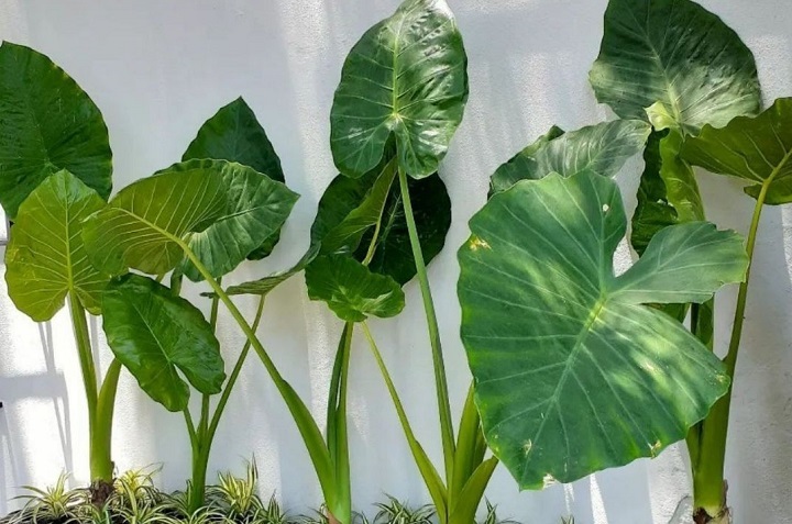 6 hermosas plantas de exterior que resisten las lluvias 3
