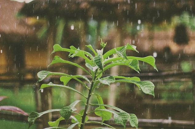 6 hermosas plantas de exterior que resisten las lluvias