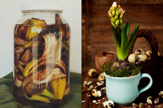 Aplica agua de cáscara de plátano en tus plantas para que florezcan