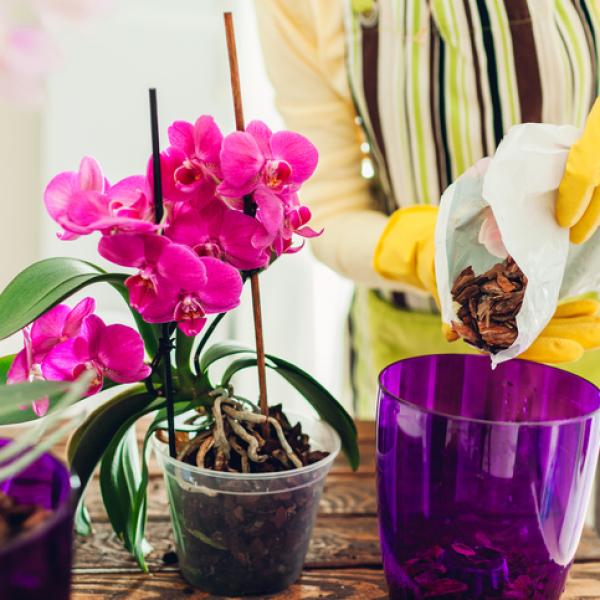 agua de cáscara de plátano en plantas 