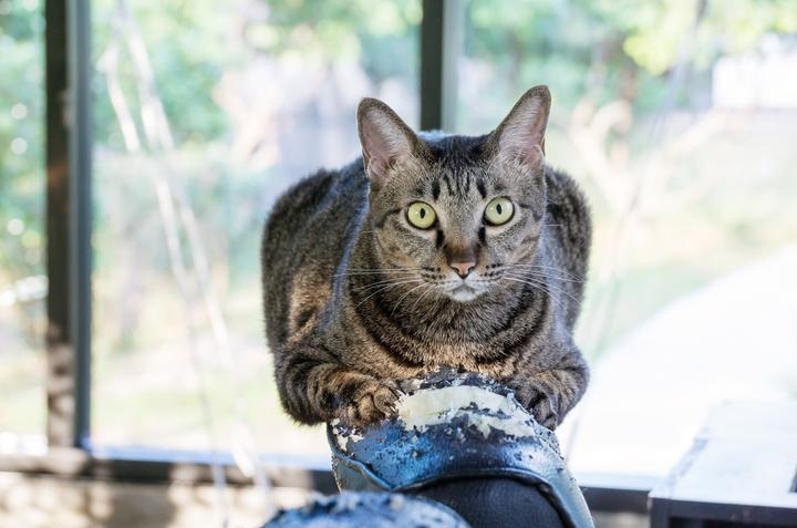 3 trucos caseros para evitar que los gatos arañen los muebles de la casa 0