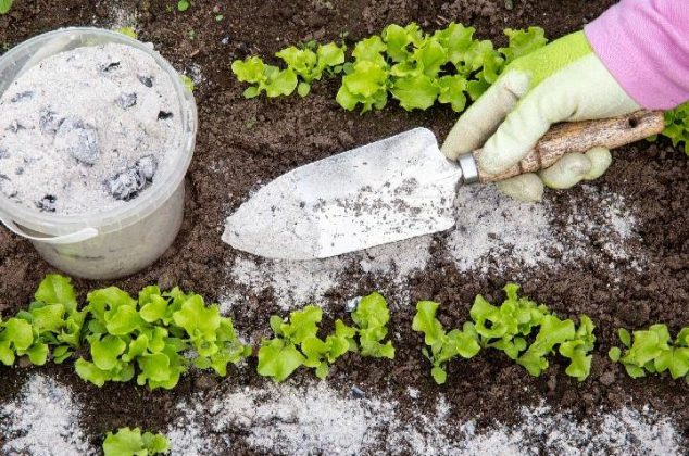 Usos y beneficios de la ceniza de madera en las plantas