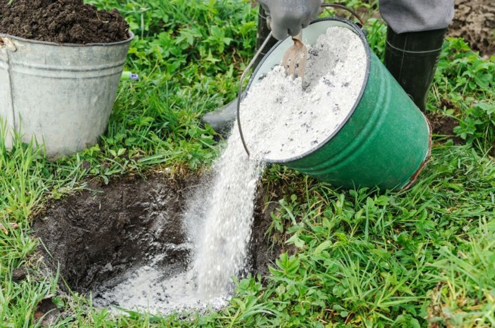 ceniza en las plantas 