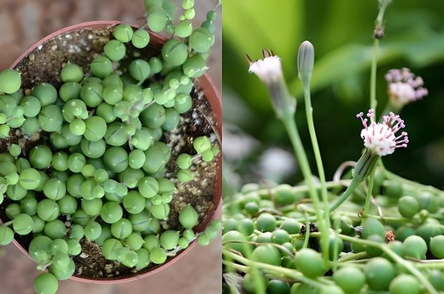 Aprende a cuidar una planta rosario y lograr que florezca