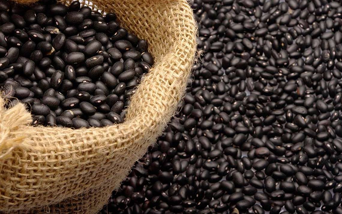 cómo cultivar frijol