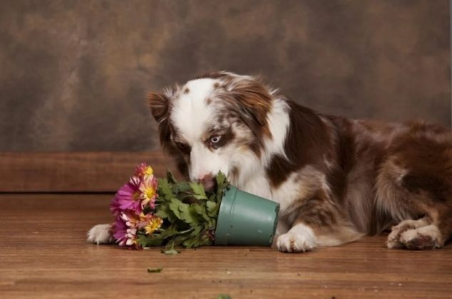 3 trucos para evitar que tus perros se coman las plantas de la casa