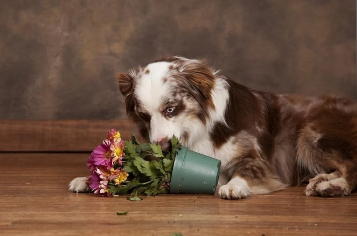 evitar que los perros coman plantas