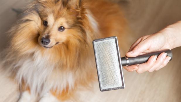 Truco con ligas para eliminar pelos de perro de muebles y pisos