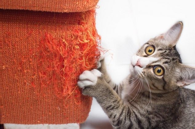 3 trucos caseros para evitar que los gatos arañen los muebles de la casa