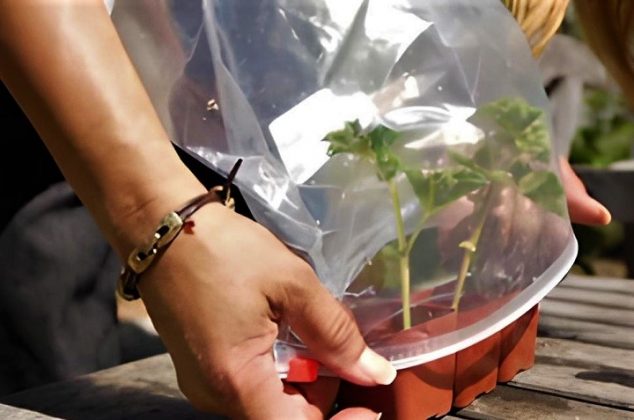 Cómo revivir una planta de interior con una bolsa de plástico