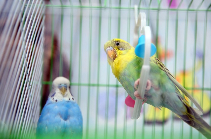 limpiar la jaula de los pájaros