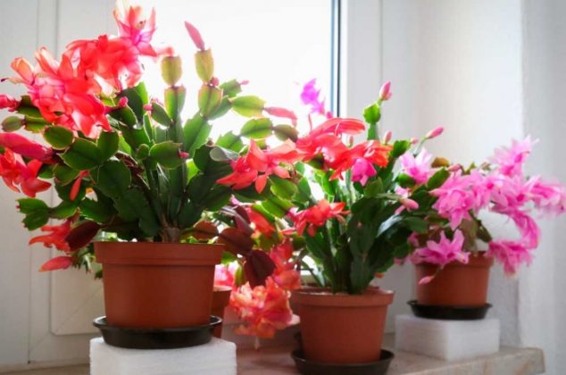 ¿Cactus de Navidad o Cactus navideño? Los cuidados que necesita para florecer