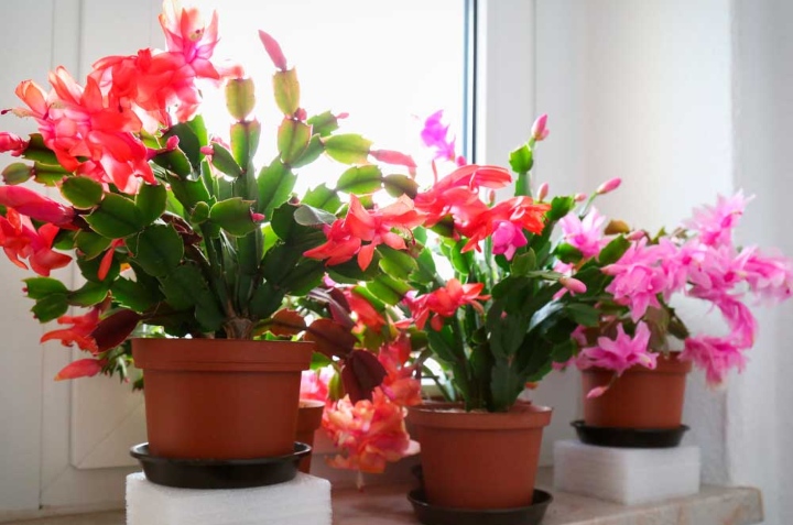 cactus de navidad cuidados