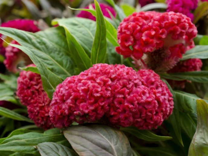 cuidados de la flor de terciopelo 