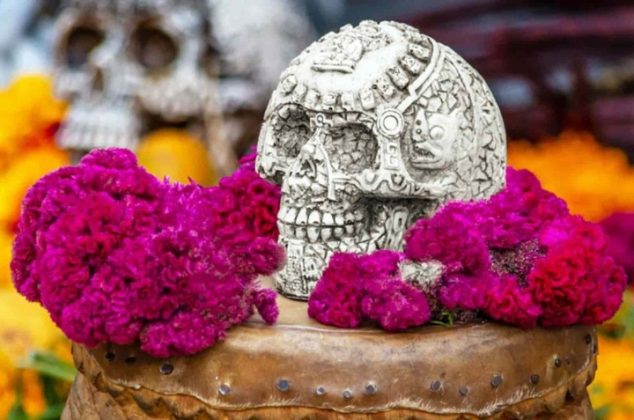 Conoce el significado y los cuidados de la flor de terciopelo