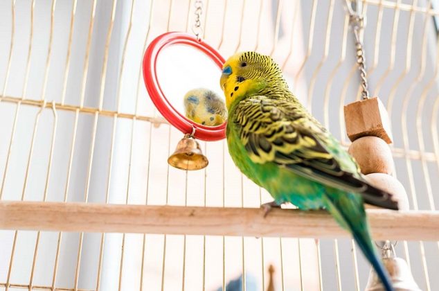 Cómo limpiar y desinfectar la jaula de los pájaros para que no se enfermen