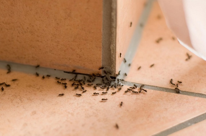 Cómo eliminar cucarachas, hormigas, moscas y mosquitos con hojas de laurel 0