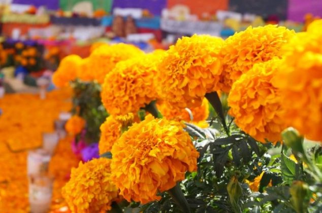 10 trucos para que tus flores de cempasúchil no se marchiten en tu ofrenda