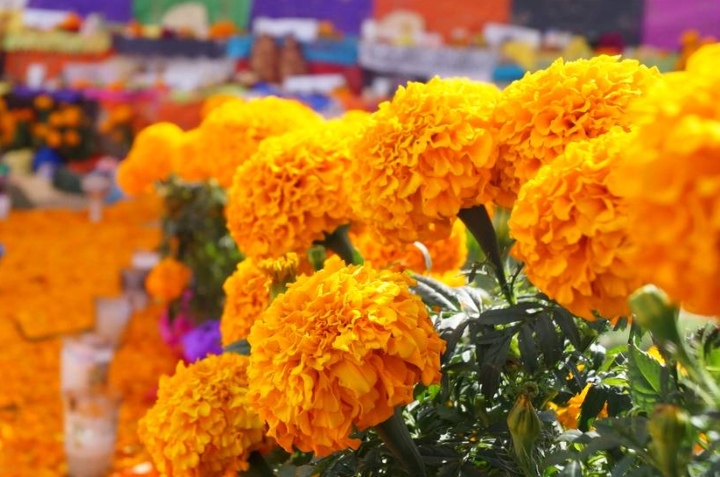 trucos para flores de cempasúchil