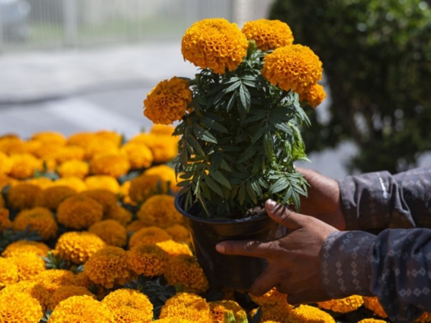 trucos para flores de cempasúchil