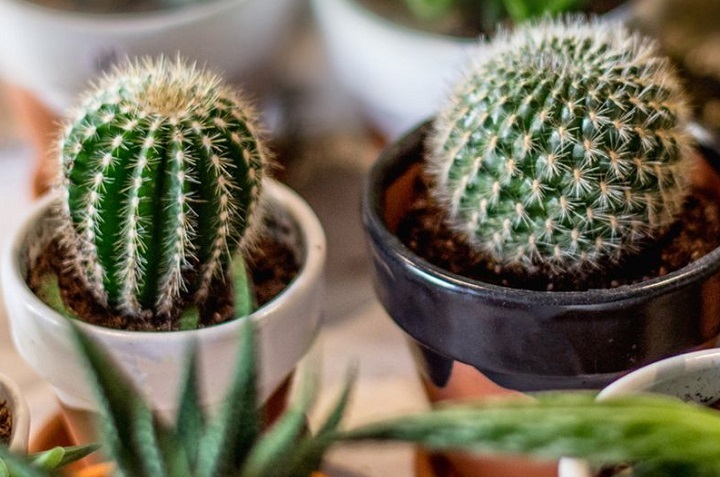 9 plantas y flores que atraen la energía positiva a tu casa 4