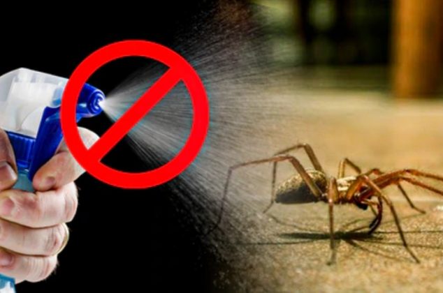 Cómo ahuyentar arañas de casa con remedio casero de limón y lavanda