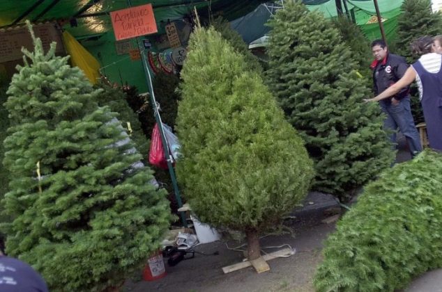 Cómo limpiar y eliminar plagas del árbol de Navidad natural antes de ponerlo