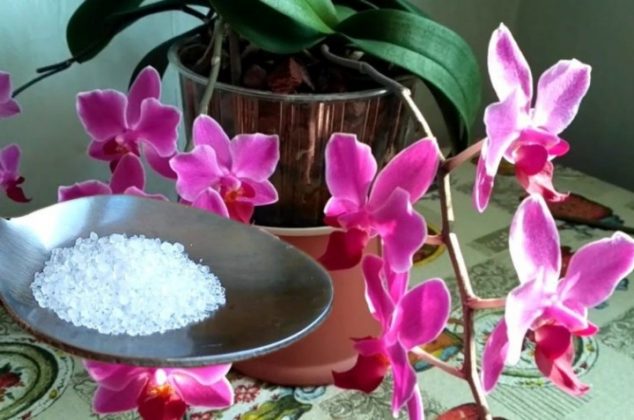 10 prácticos consejos para florecer orquídeas rápidamente