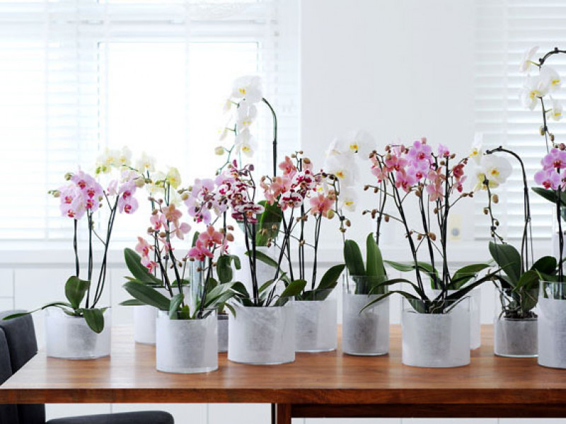 consejos para florecer orquídeas