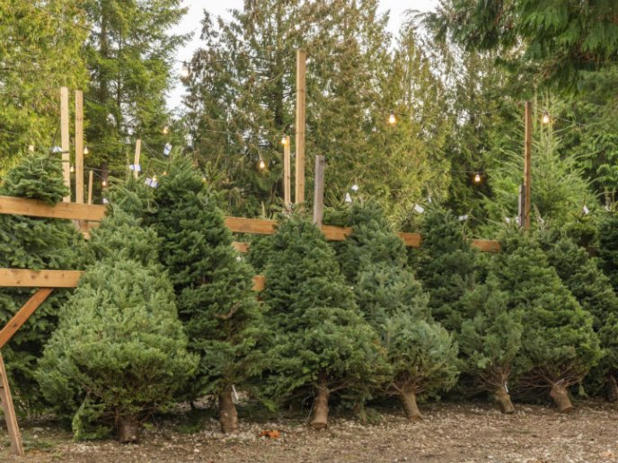 cómo limpiar árbol de navidad natural