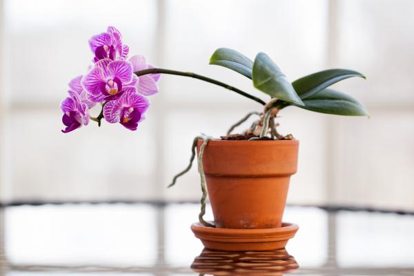 florecer orquideas
