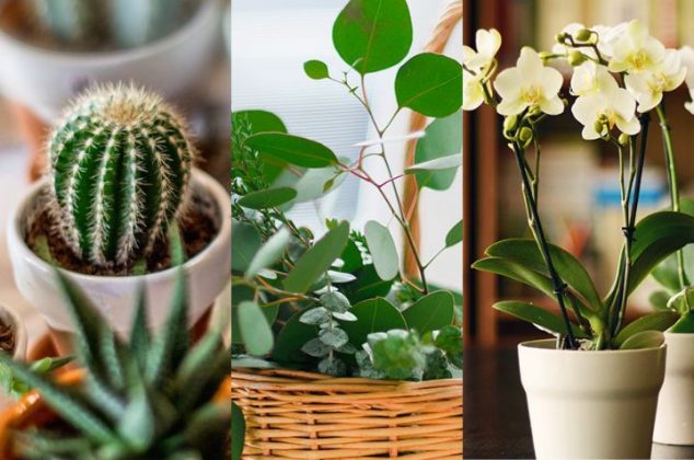 9 plantas y flores que atraen la energía positiva a tu casa | Cocina Vital