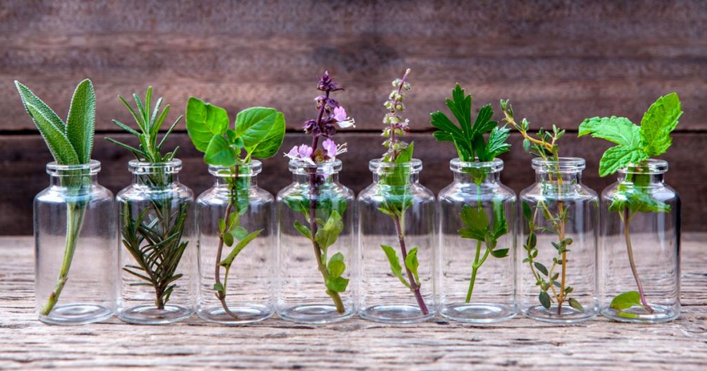 hierbas aromáticas que puedes cultivar en un vaso de agua