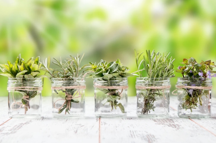 hierbas aromáticas que puedes cultivar en un vaso de agua