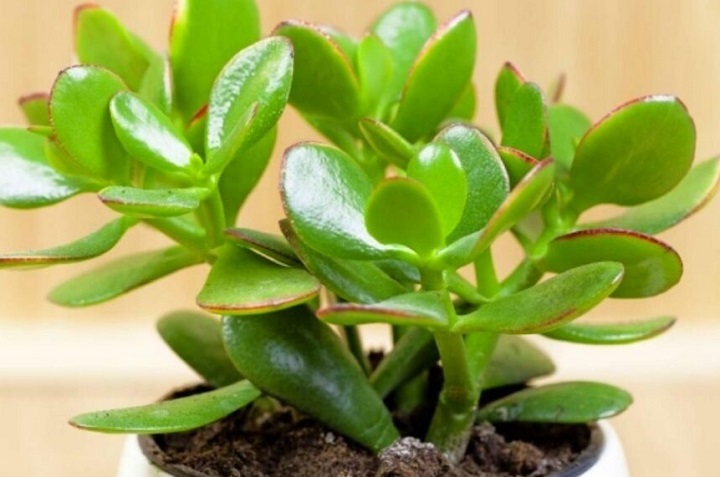 9 plantas y flores que atraen la energía positiva a tu casa 0